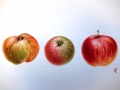 Apples "Runsè", "red Abbondanza",apple local dining