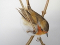 Erithacus rubecula - Robin Redbreast